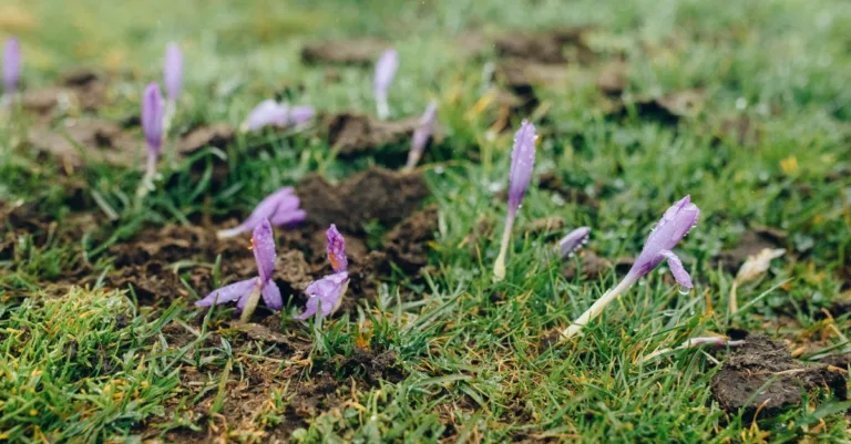 conseils et techniques pour l'aménagement paysager sur sol humide afin de garantir un jardin sain et durable.